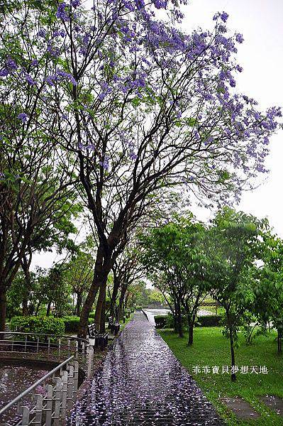 濕情畫意之藍花楹 - 廣豐&朝陽森林公園