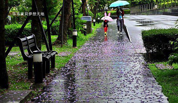 濕情畫意之藍花楹 - 廣豐&朝陽森林公園
