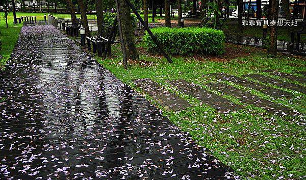 濕情畫意之藍花楹 - 廣豐&朝陽森林公園