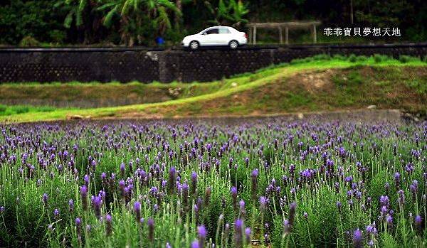 葛瑞絲香草花田-1.JPG 葛瑞絲香草花田-1.JPG