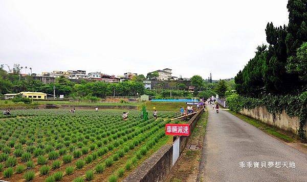 葛瑞絲香草花田-2.JPG