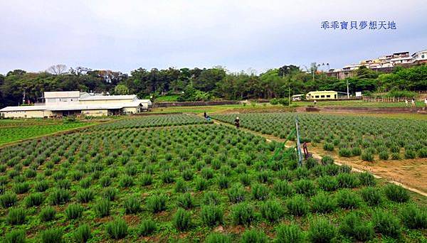 葛瑞絲香草田 - 免費參觀 夢幻之薰衣草花田