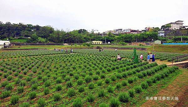 葛瑞絲香草田 - 免費參觀 夢幻之薰衣草花田