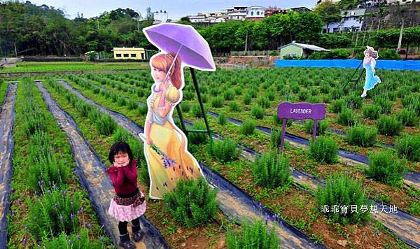 葛瑞絲香草田 - 免費參觀 夢幻之薰衣草花田