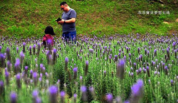 葛瑞絲香草田 - 免費參觀 夢幻之薰衣草花田