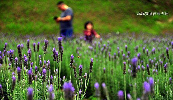 葛瑞絲香草田 - 免費參觀 夢幻之薰衣草花田