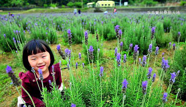 葛瑞絲香草田 - 免費參觀 夢幻之薰衣草花田