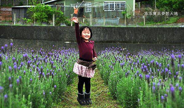 葛瑞絲香草田 - 免費參觀 夢幻之薰衣草花田