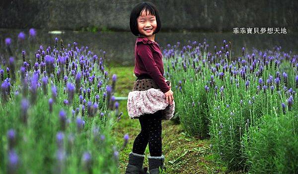 葛瑞絲香草田 - 免費參觀 夢幻之薰衣草花田