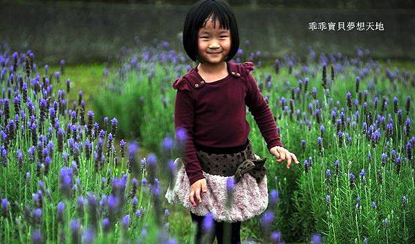 葛瑞絲香草田 - 免費參觀 夢幻之薰衣草花田