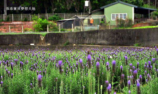 葛瑞絲香草田 - 免費參觀 夢幻之薰衣草花田