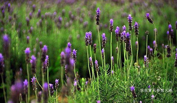 葛瑞絲香草田 - 免費參觀 夢幻之薰衣草花田