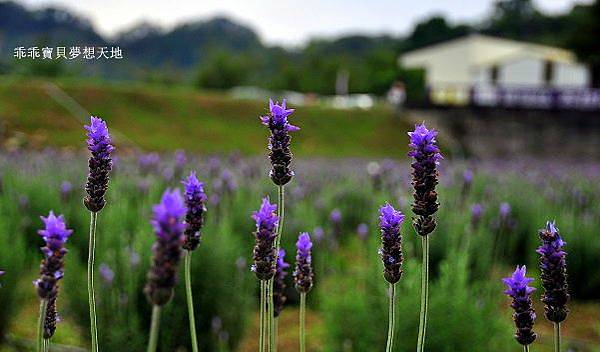 葛瑞絲香草田 - 免費參觀 夢幻之薰衣草花田