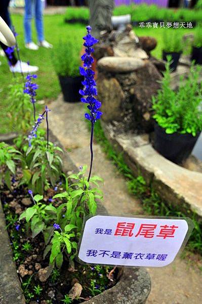 葛瑞絲香草田 - 免費參觀 夢幻之薰衣草花田