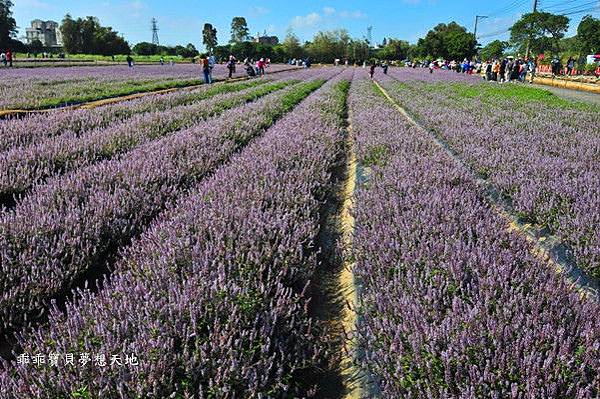 2019仙草花節 - 花漾楊梅仙境遊