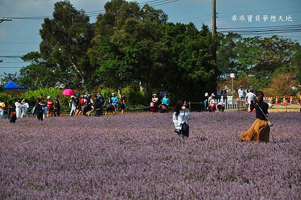 2019仙草花節 - 花漾楊梅仙境遊