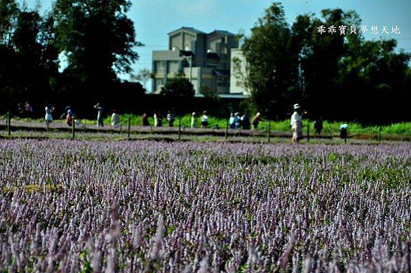 2019仙草花節 - 花漾楊梅仙境遊