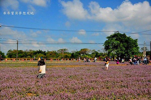 2019桃園仙草花節-11.JPG