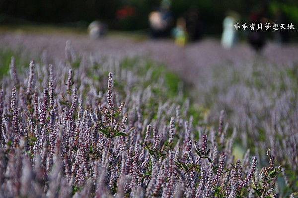 2019仙草花節 - 花漾楊梅仙境遊