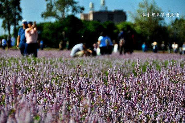 2019仙草花節 - 花漾楊梅仙境遊