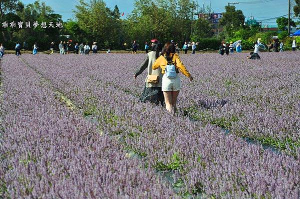 2019仙草花節 - 花漾楊梅仙境遊
