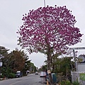 田尾花園公路-11.jpg