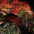 天寿庵的夜間開放庭院