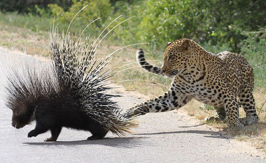 莫瑞報告：建議台灣國防採取豪豬戰略」的學者討論@ 神仙、老虎、狗:: 痞客邦::