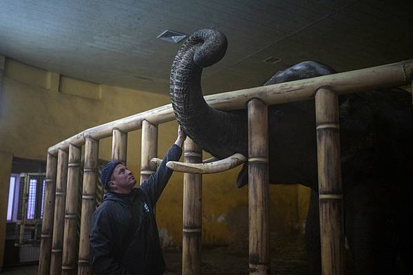 基輔的最後一頭大象：烏克蘭動物園的500公里火線奇蹟