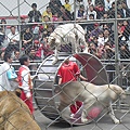 Performance of white tigers