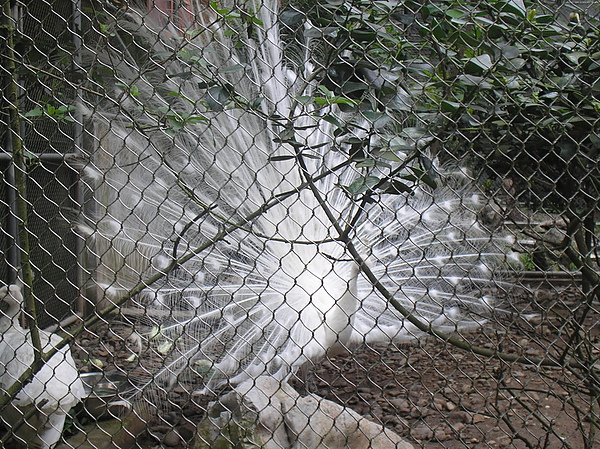 Beautiful white peacock