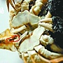 蟹腸