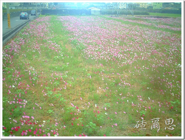 劍門-22-花海 劍門-22-花海
