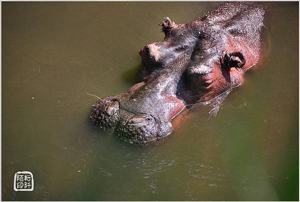 動物園的反思3.jpg