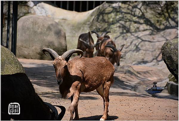 木柵動物園5.jpg