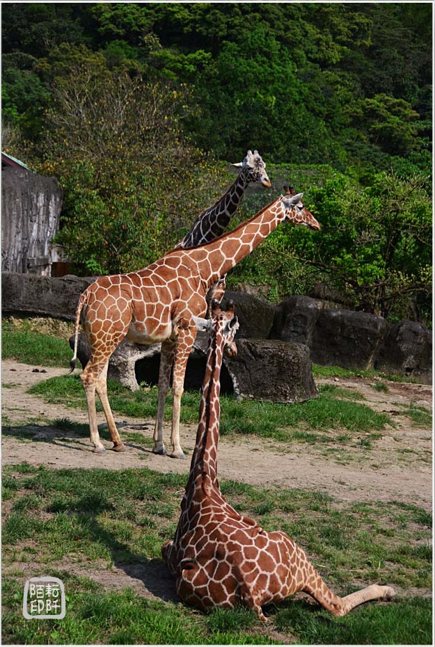 木柵動物園8.jpg