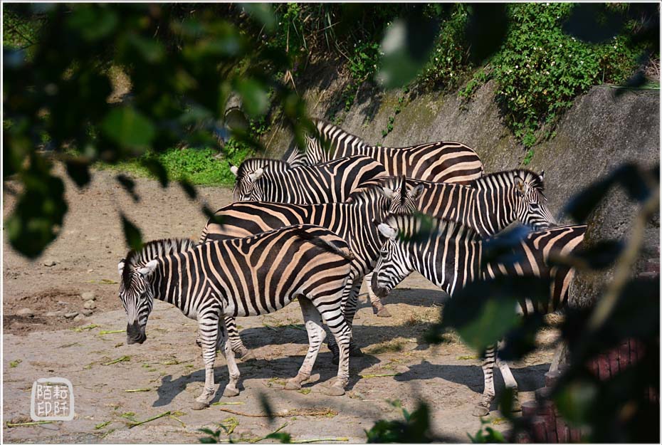 木柵動物園9.jpg