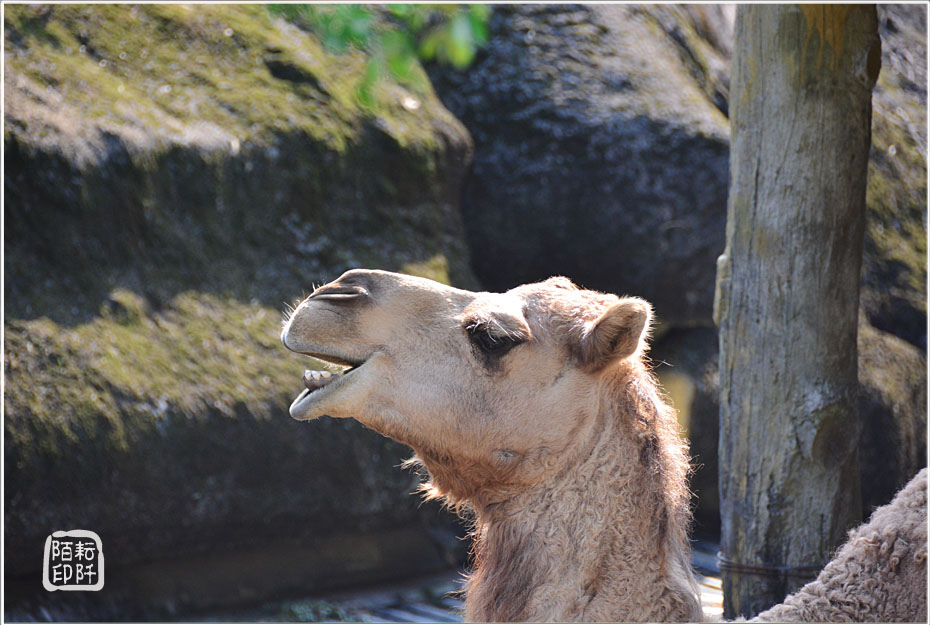 木柵動物園11.jpg