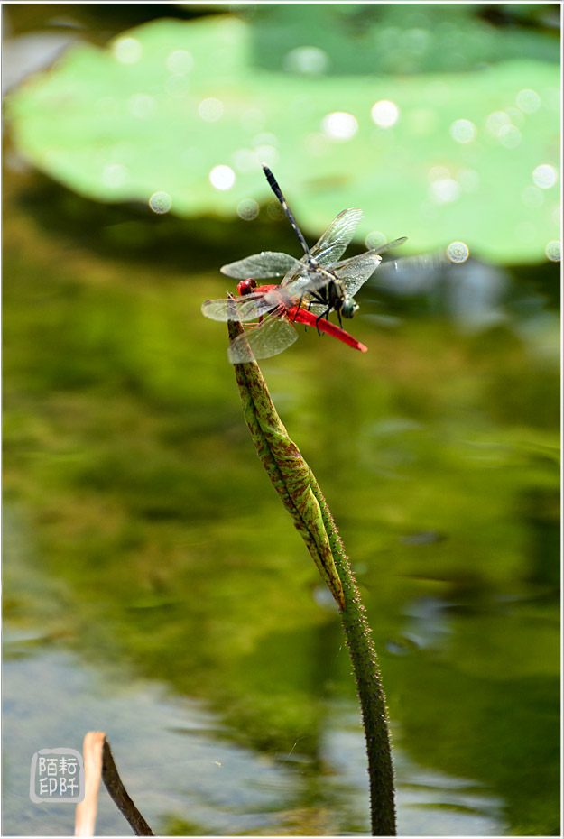 蜓停又停蜓7.jpg