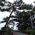 松園別館的松樹