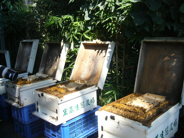 跨1. 拜訪蜜蜂的家 與蜜蜂親密接觸.JPG