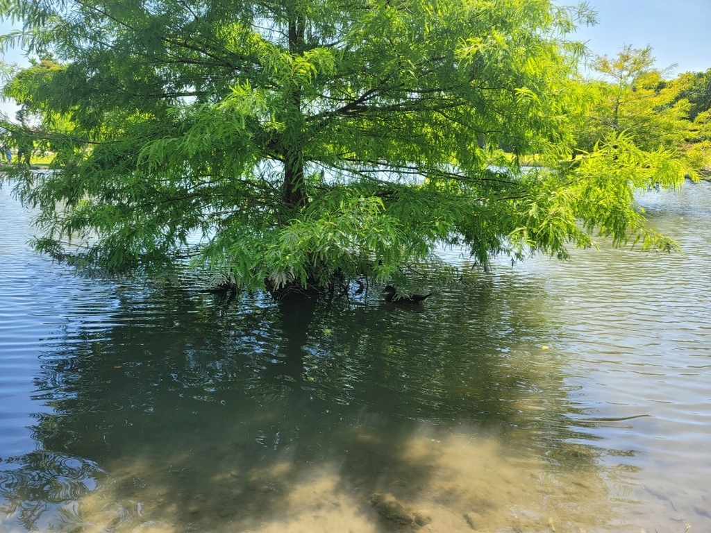 【國內∣住宿】花蓮住宿♥夏洛克Villa民宿 Summer 