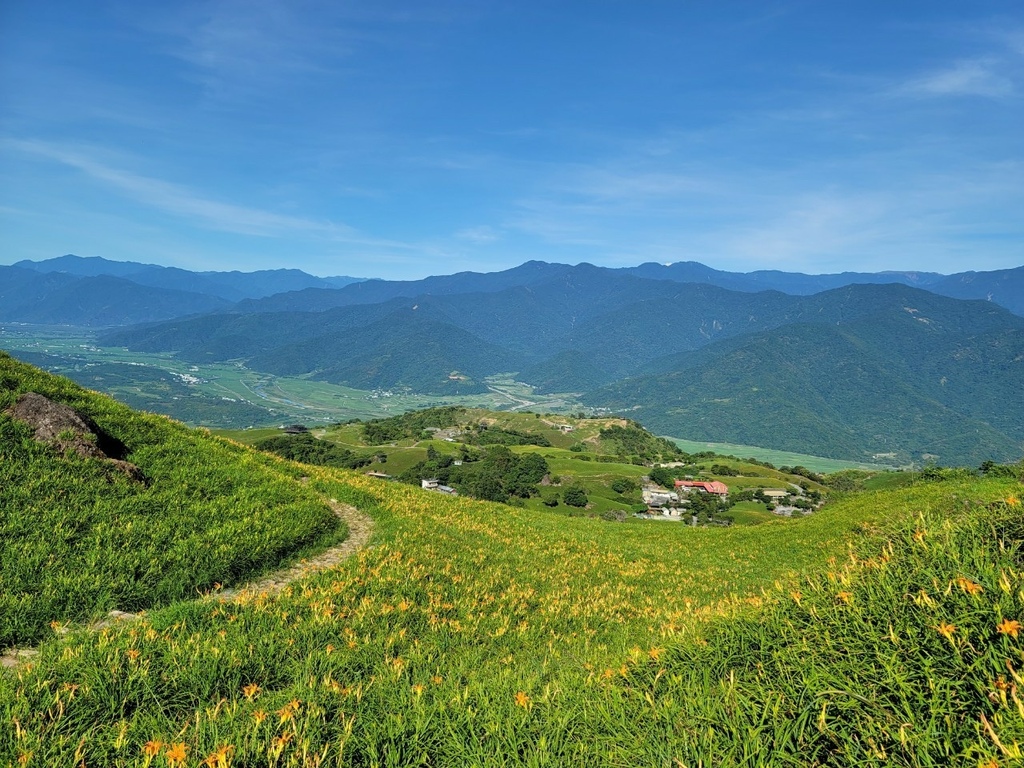 【國內∣旅遊】2022花蓮金針花海♥六十石山今年缺水，花苞不