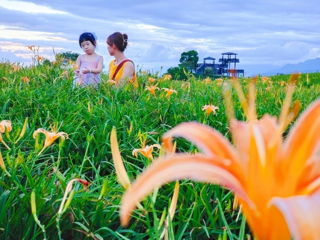 【國內∣旅遊】2022花蓮金針花海♥六十石山今年缺水，花苞不