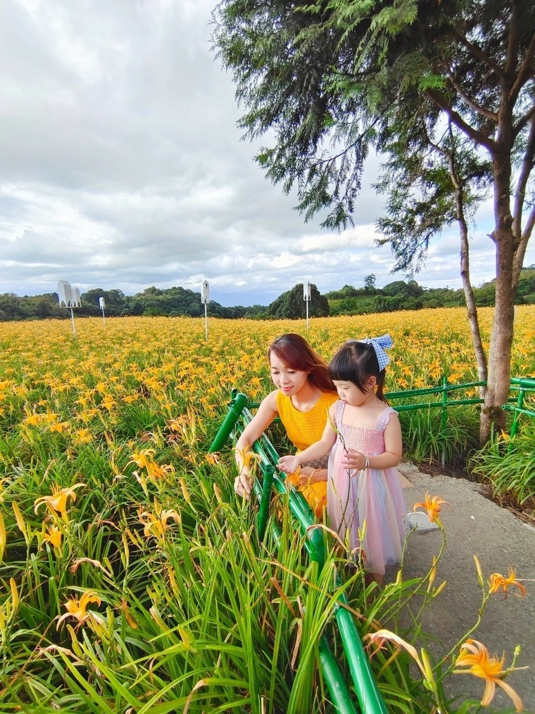 【國內∣旅遊】2022花蓮金針花海♥六十石山今年缺水，花苞不