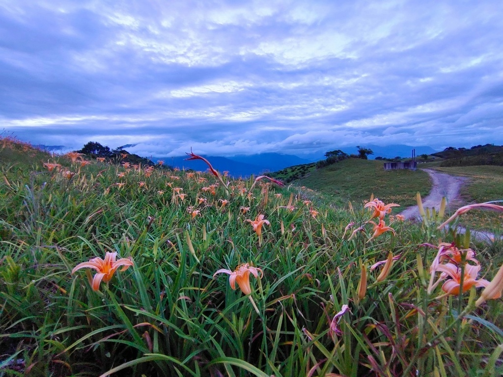 【國內∣旅遊】2022花蓮金針花海♥六十石山今年缺水，花苞不