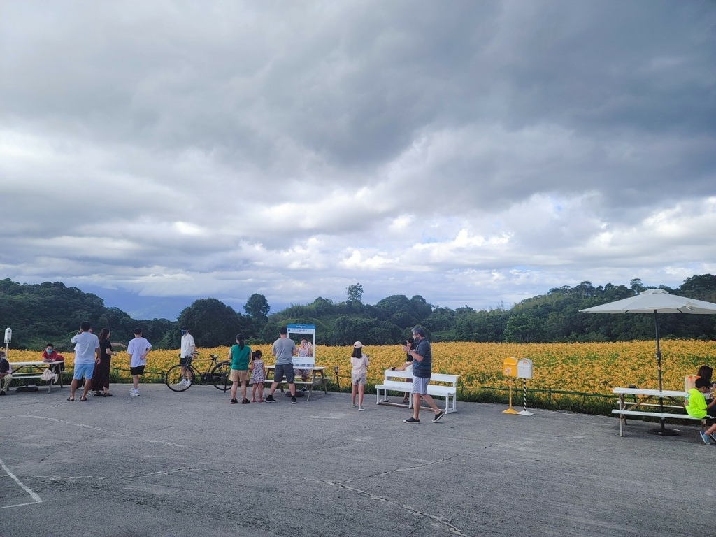 【國內∣旅遊】2022花蓮金針花海♥六十石山今年缺水，花苞不