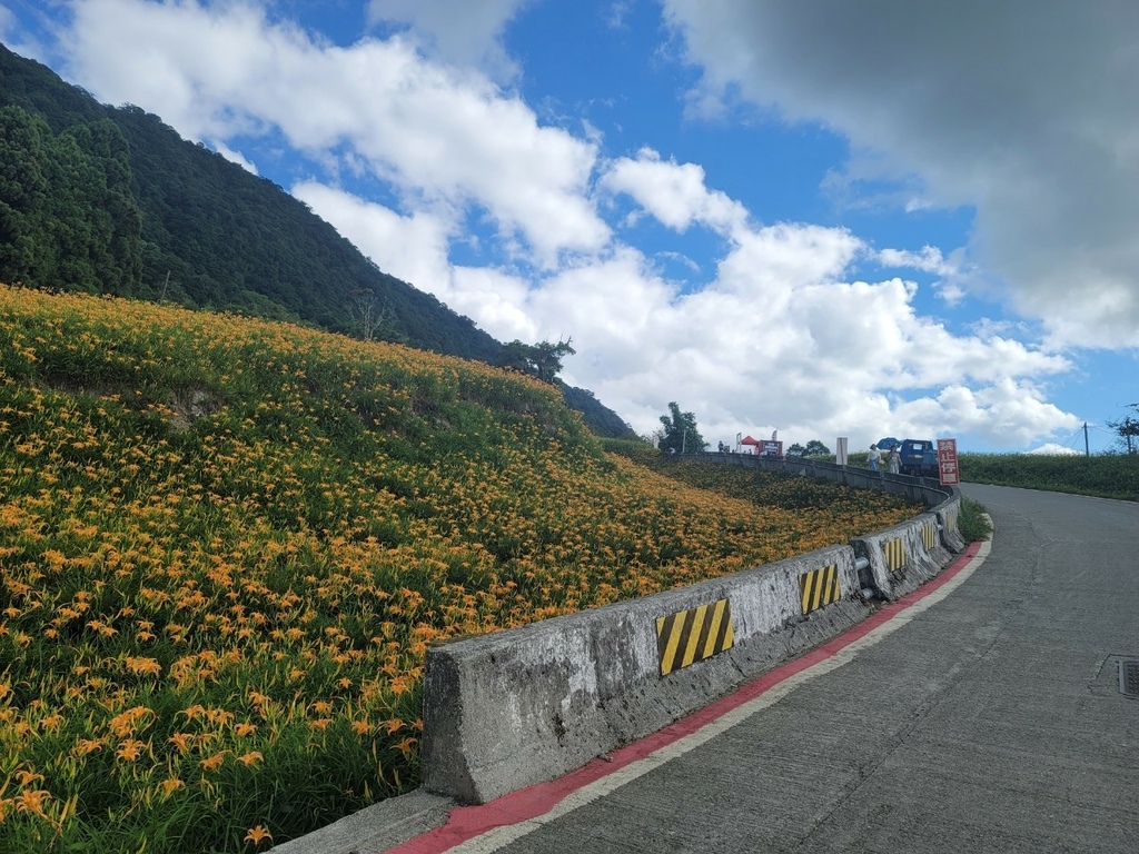 【國內∣旅遊】2022花蓮金針花海♥六十石山今年缺水，花苞不