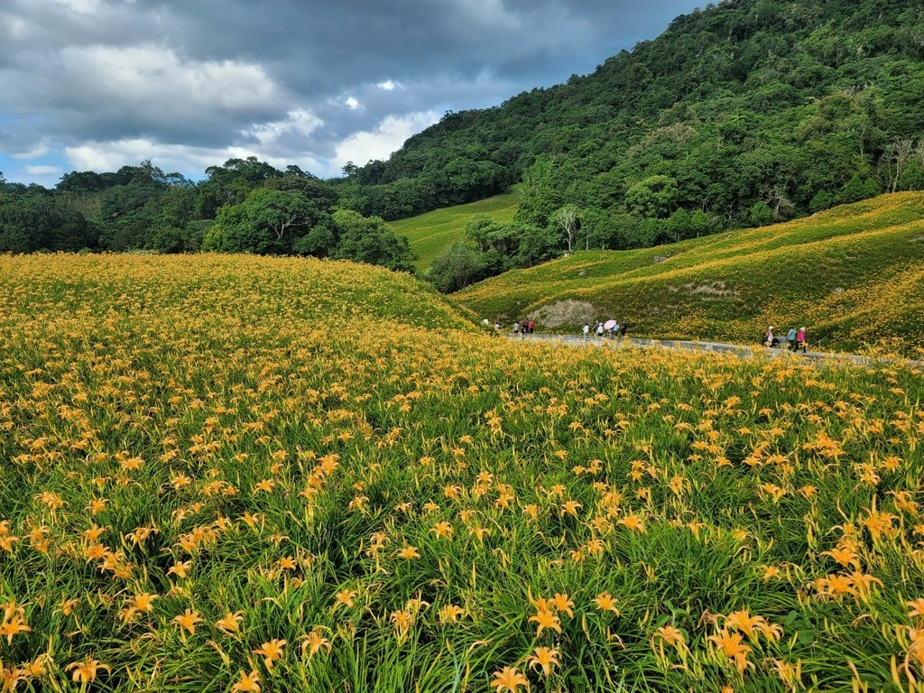 【國內∣旅遊】2022花蓮金針花海♥六十石山今年缺水，花苞不