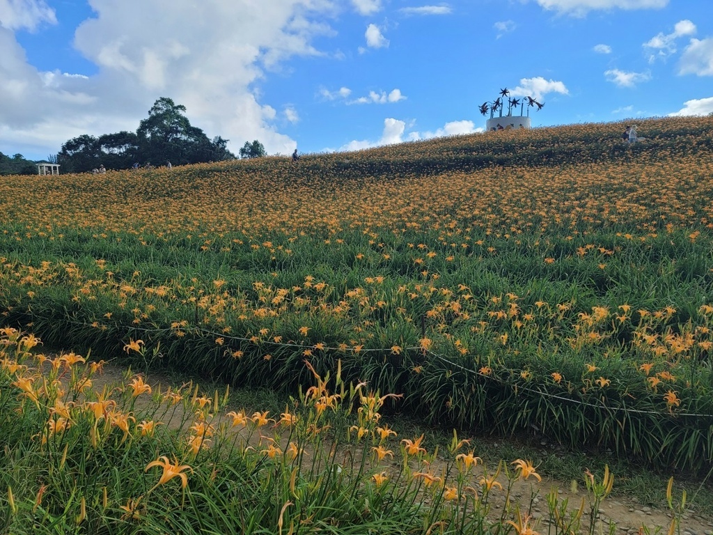 【國內∣旅遊】2022花蓮金針花海♥六十石山今年缺水，花苞不